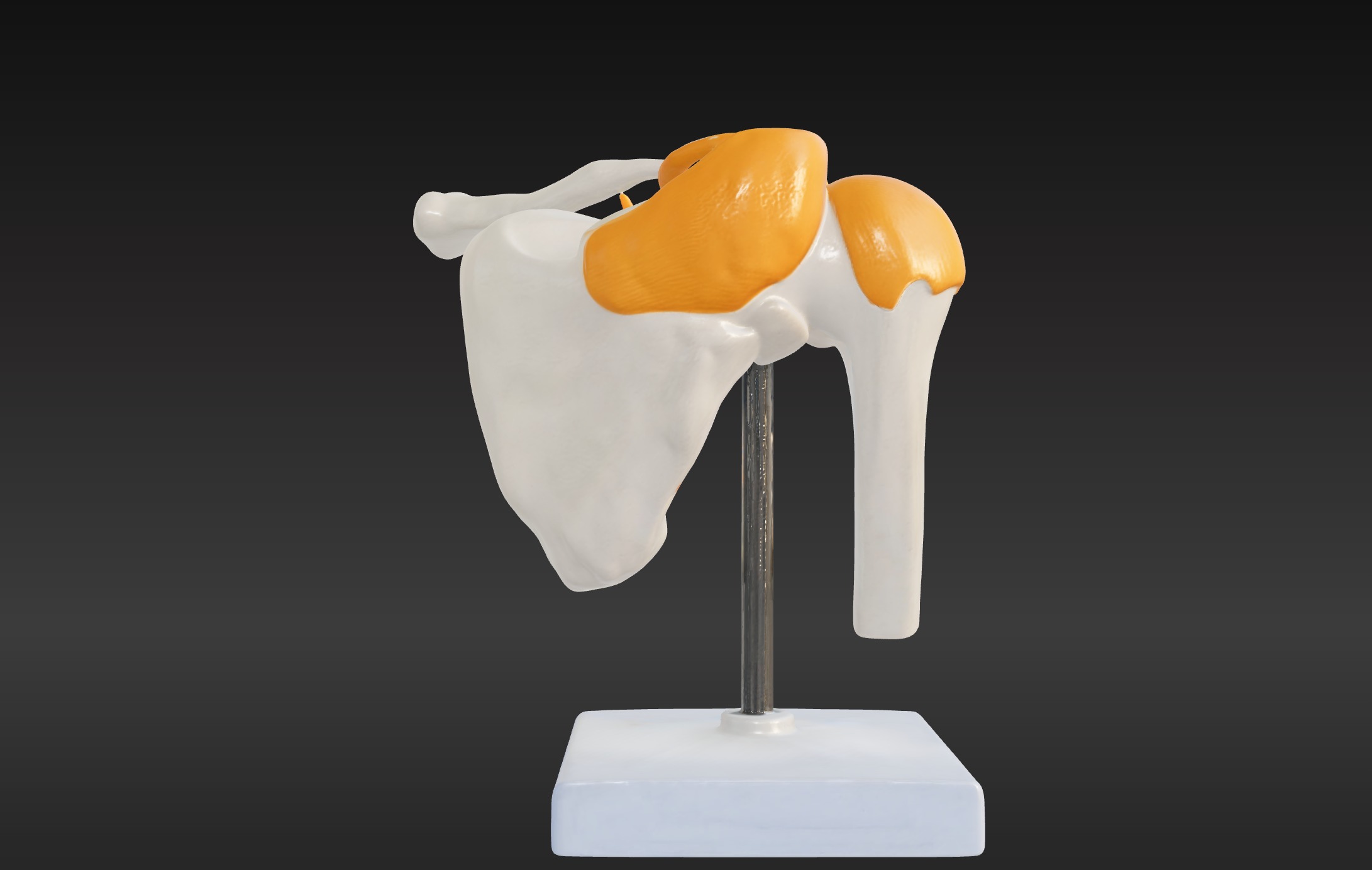 3D Model of Human Shoulder Joint with Ligaments - Anatomy 3D print model_1