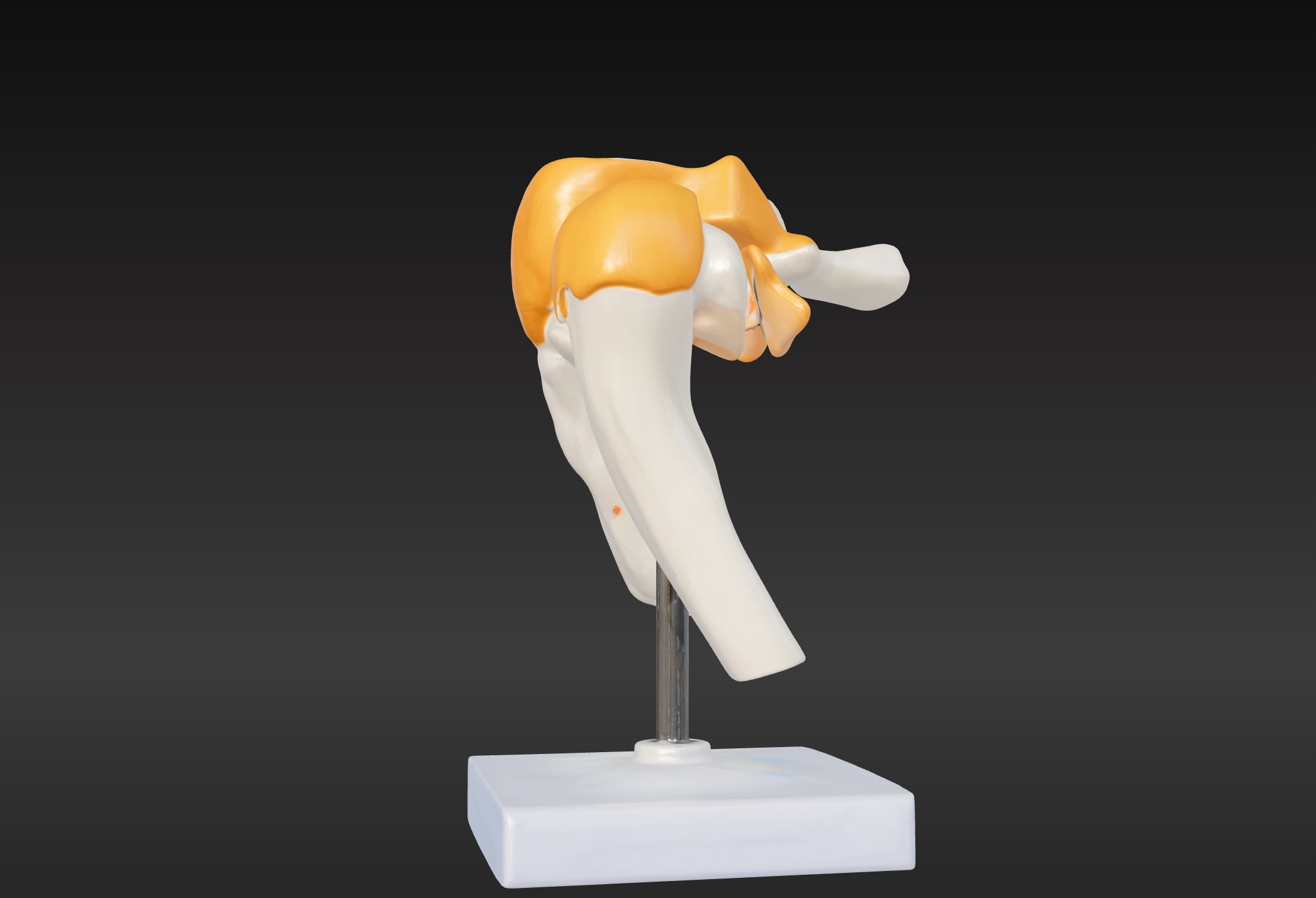 3D Model of Human Shoulder Joint with Ligaments - Anatomy 3D print model_3