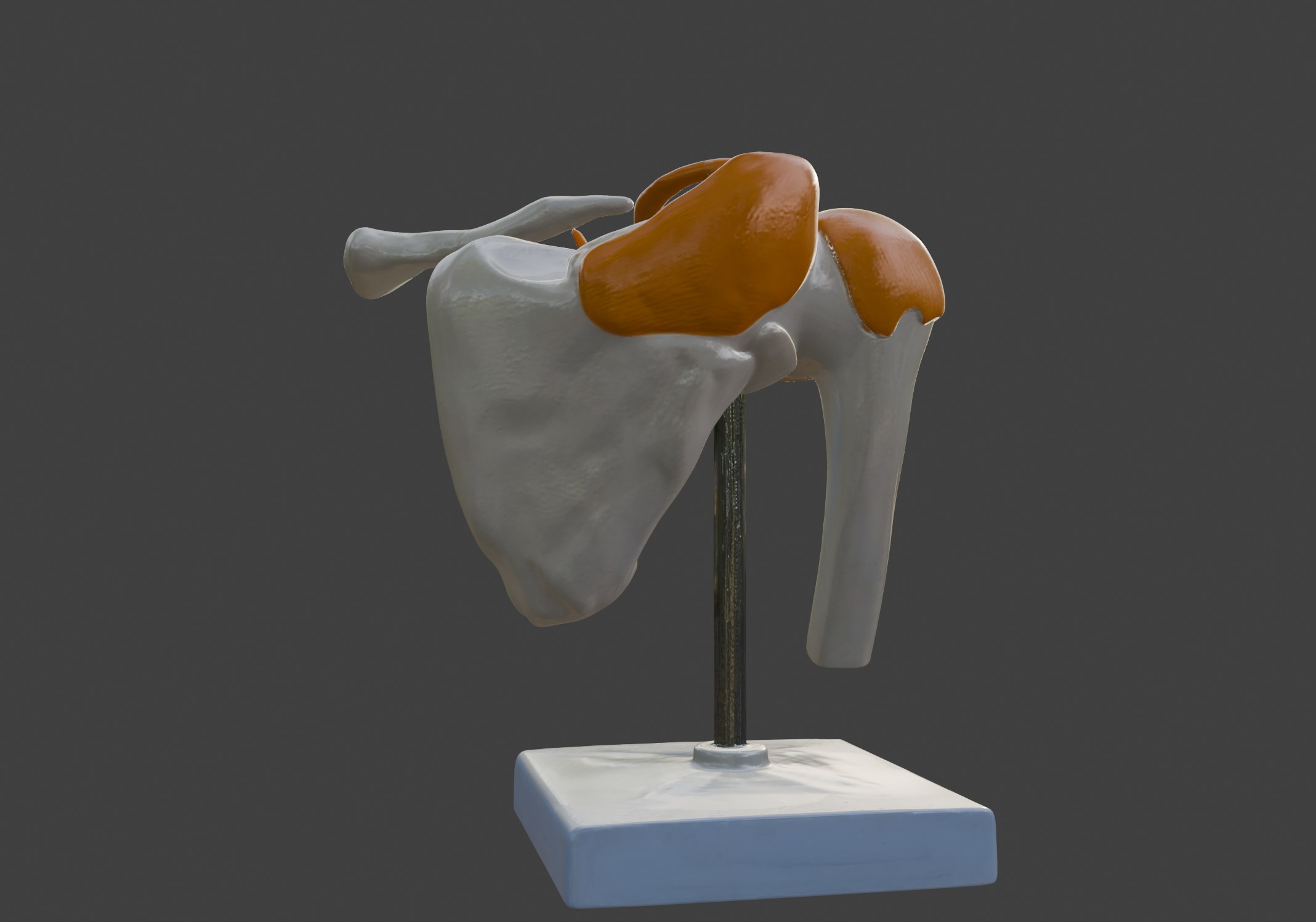 3D Model of Human Shoulder Joint with Ligaments - Anatomy 3D print model_8