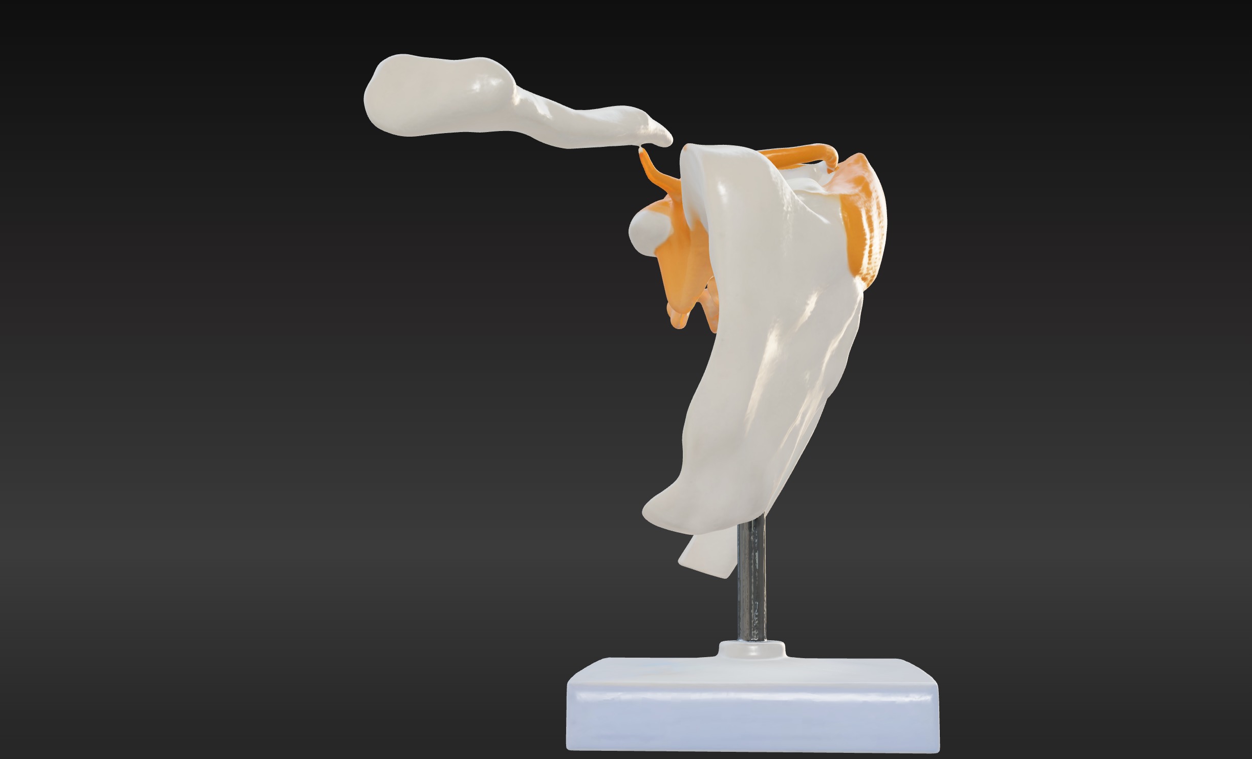 3D Model of Human Shoulder Joint with Ligaments - Anatomy 3D print model_4