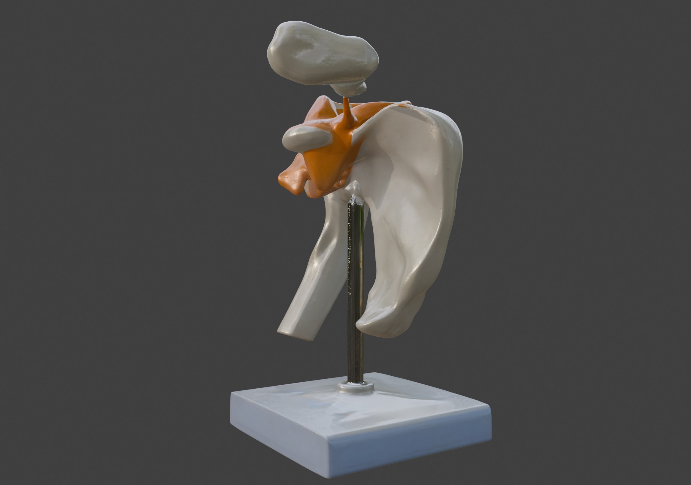 3D Model of Human Shoulder Joint with Ligaments - Anatomy 3D print model_7