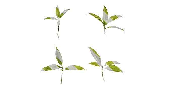 Anydrafts Photinia serratifolia Leaf 05 Texture