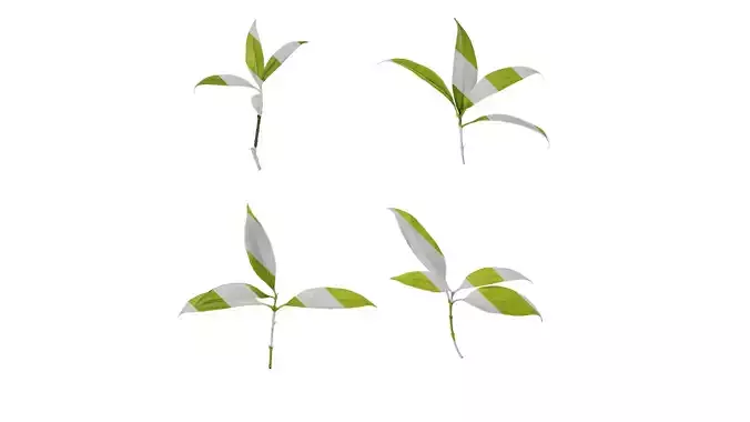 Anydrafts Photinia serratifolia Leaf 05