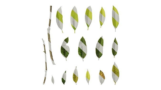 Anydrafts Photinia serratifolia Leaf 06 Texture
