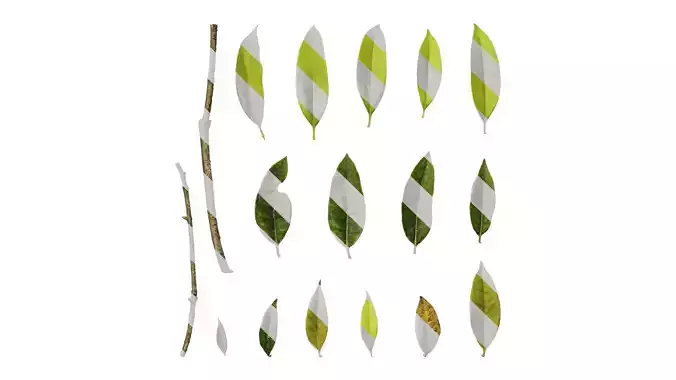 Anydrafts Photinia serratifolia Leaf 06