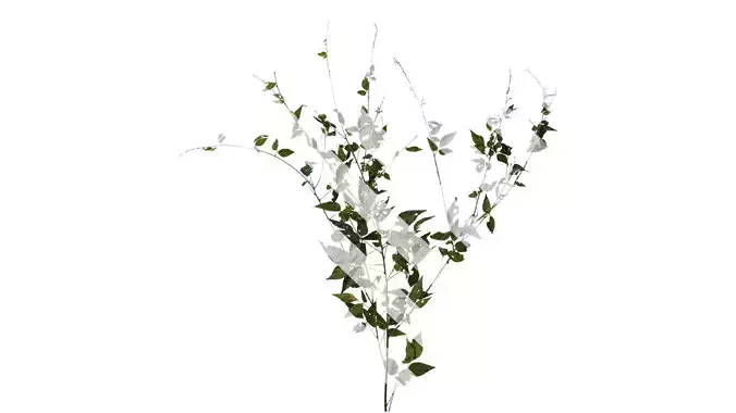 Anydrafts Hylodesmum podocarpum Atlas 01