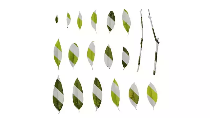 Anydrafts Photinia serratifolia Leaf 07