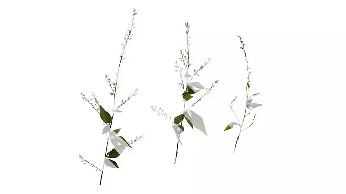 Anydrafts Hylodesmum podocarpum Atlas 02