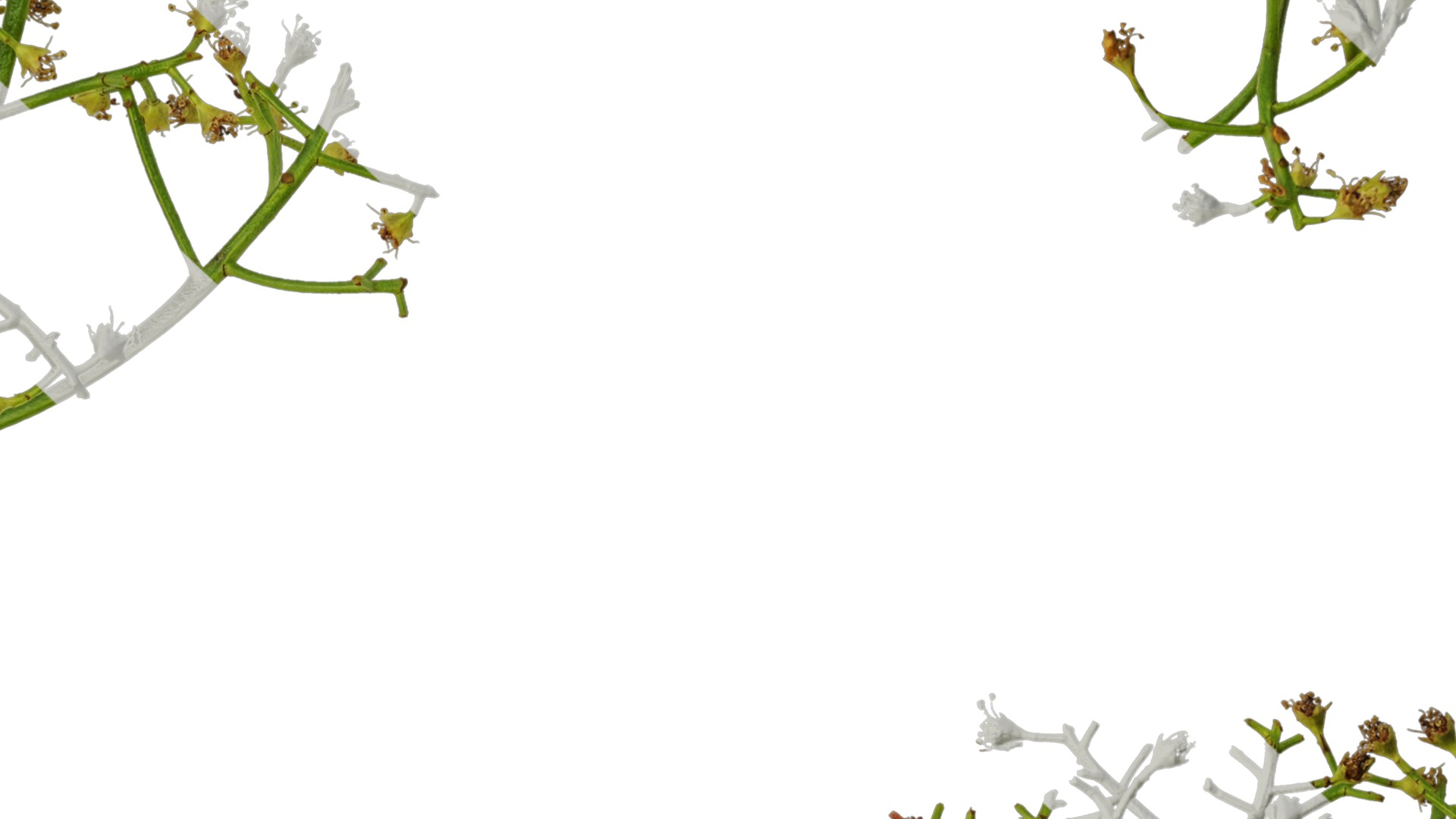 Anydrafts Photinia x fraseri Atlas 05 Texture_7