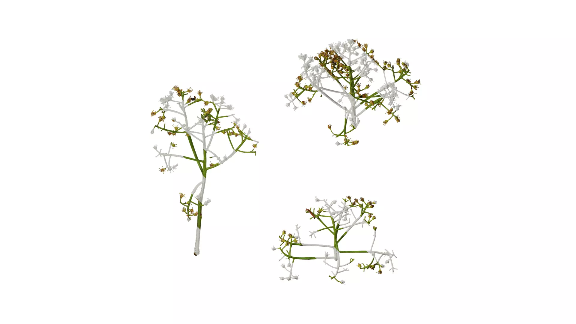 Anydrafts Photinia x fraseri Atlas 05 Texture_0