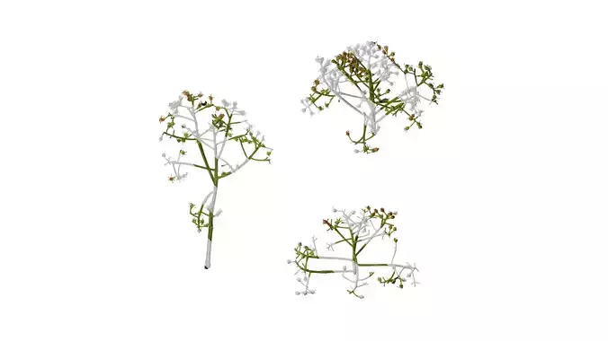 Anydrafts Photinia x fraseri Atlas 05