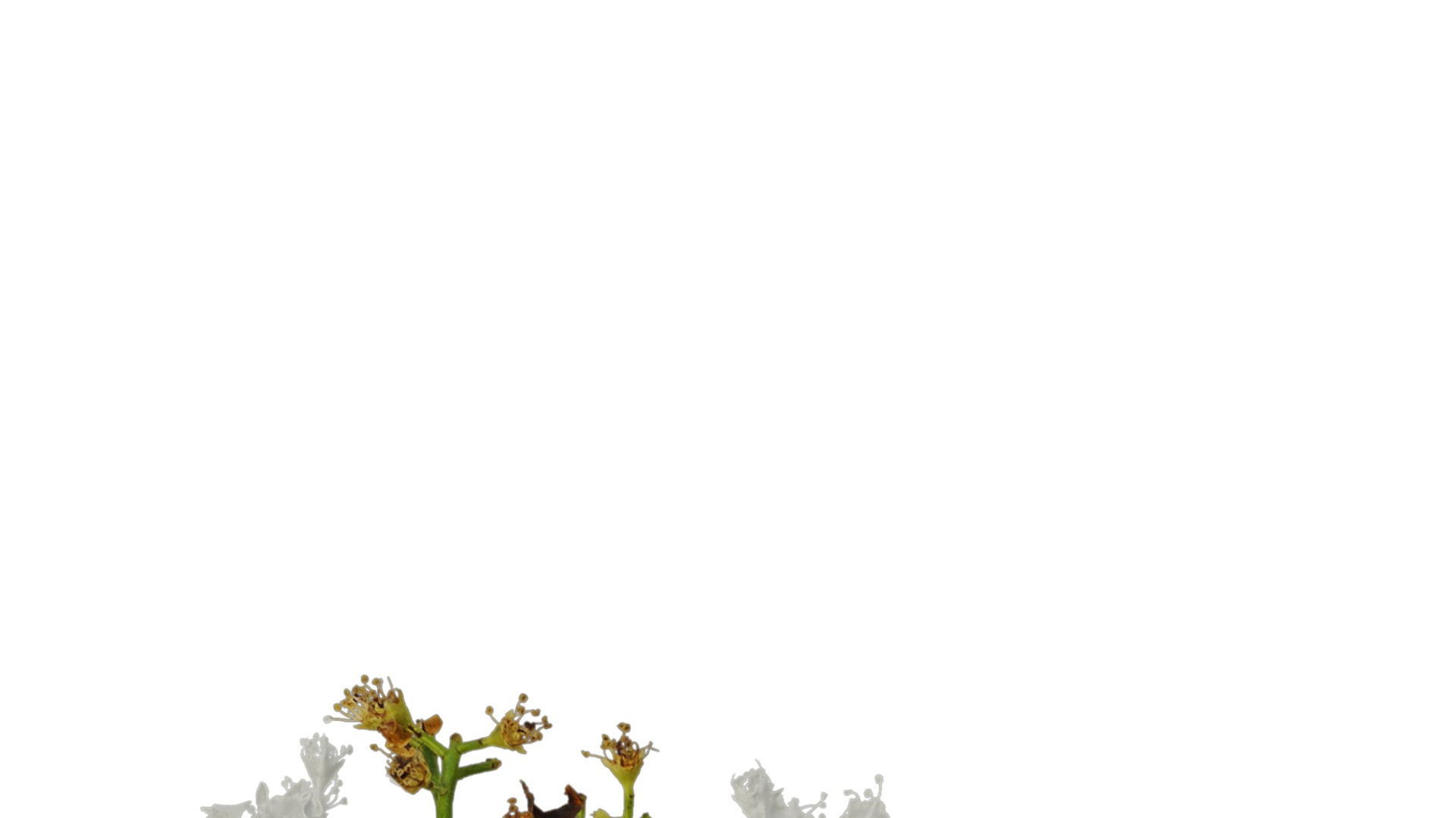 Anydrafts Photinia x fraseri Atlas 05 Texture_1