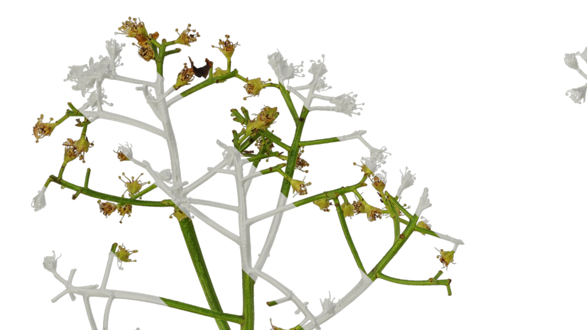 Anydrafts Photinia x fraseri Atlas 05 Texture_3