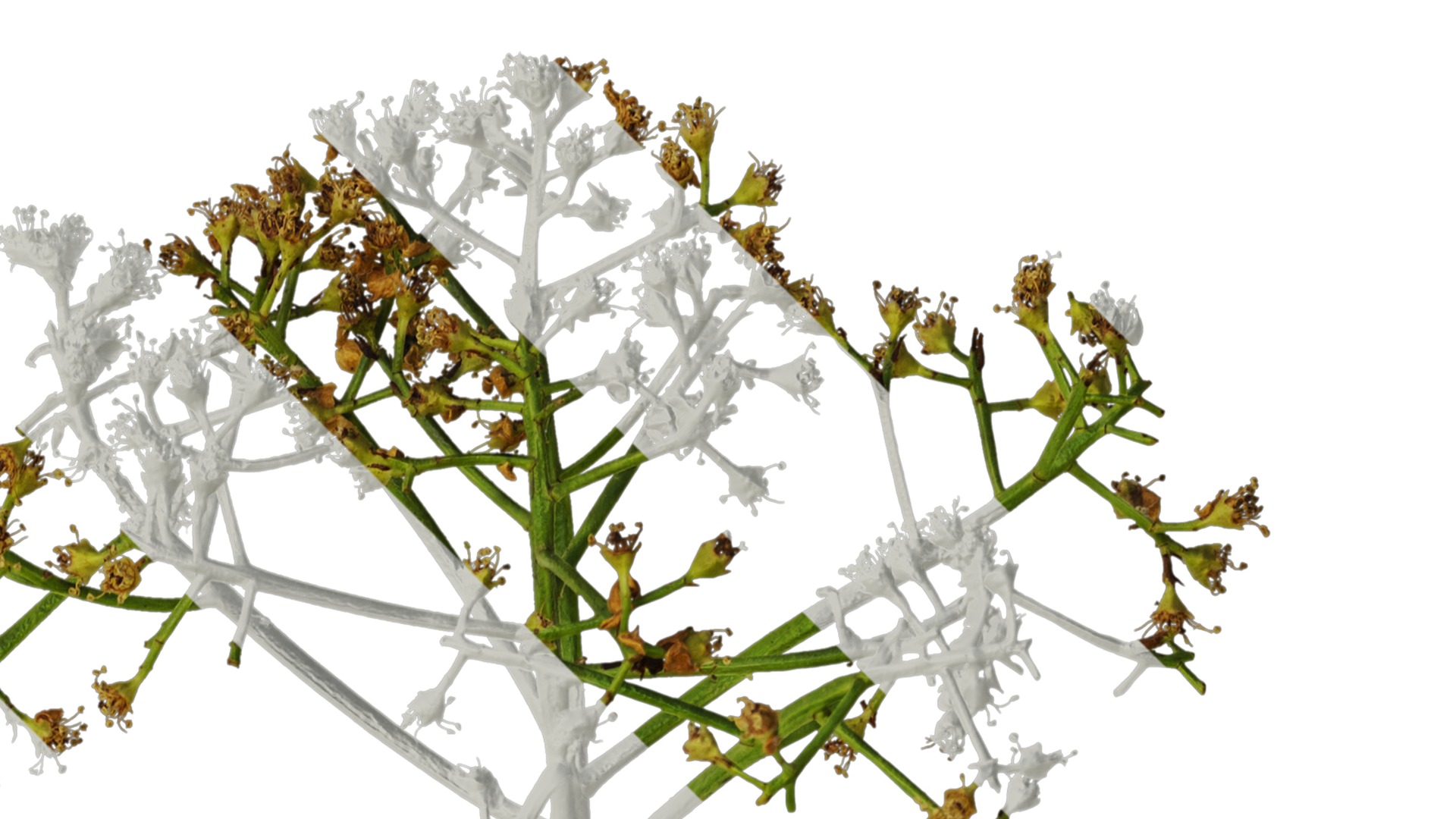 Anydrafts Photinia x fraseri Atlas 05 Texture_2