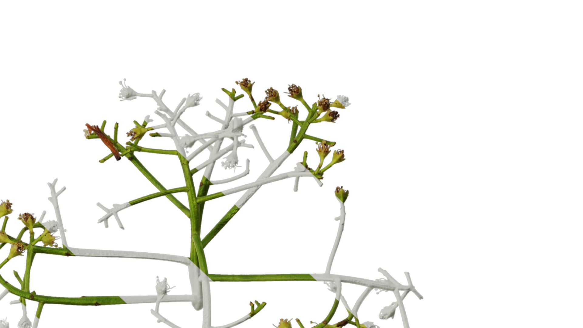 Anydrafts Photinia x fraseri Atlas 05 Texture_6