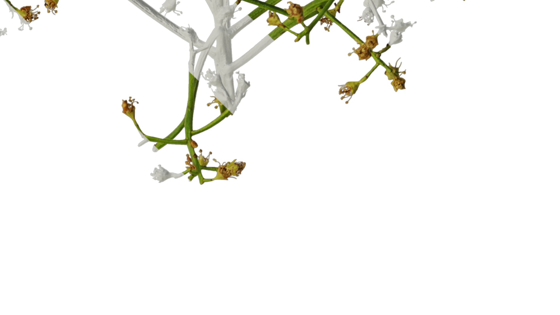 Anydrafts Photinia x fraseri Atlas 05 Texture_4