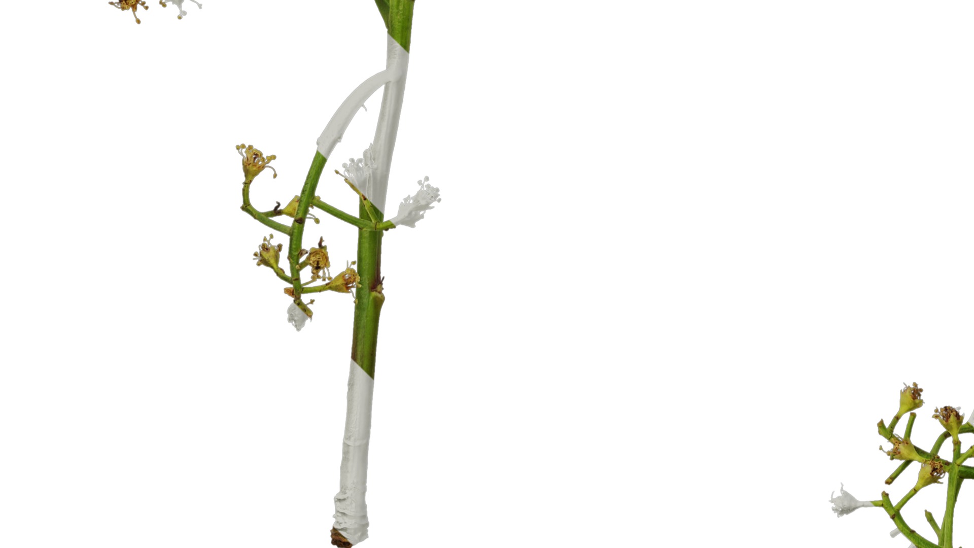 Anydrafts Photinia x fraseri Atlas 05 Texture_5