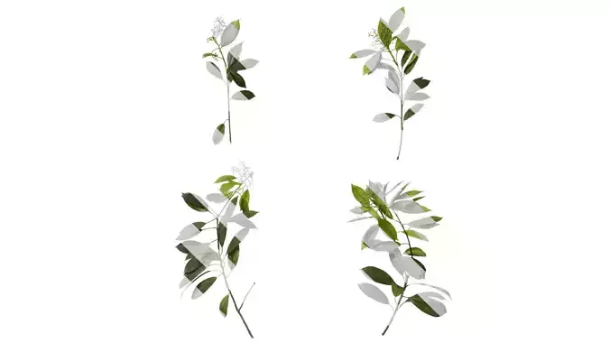 Anydrafts Photinia x fraseri Atlas 07