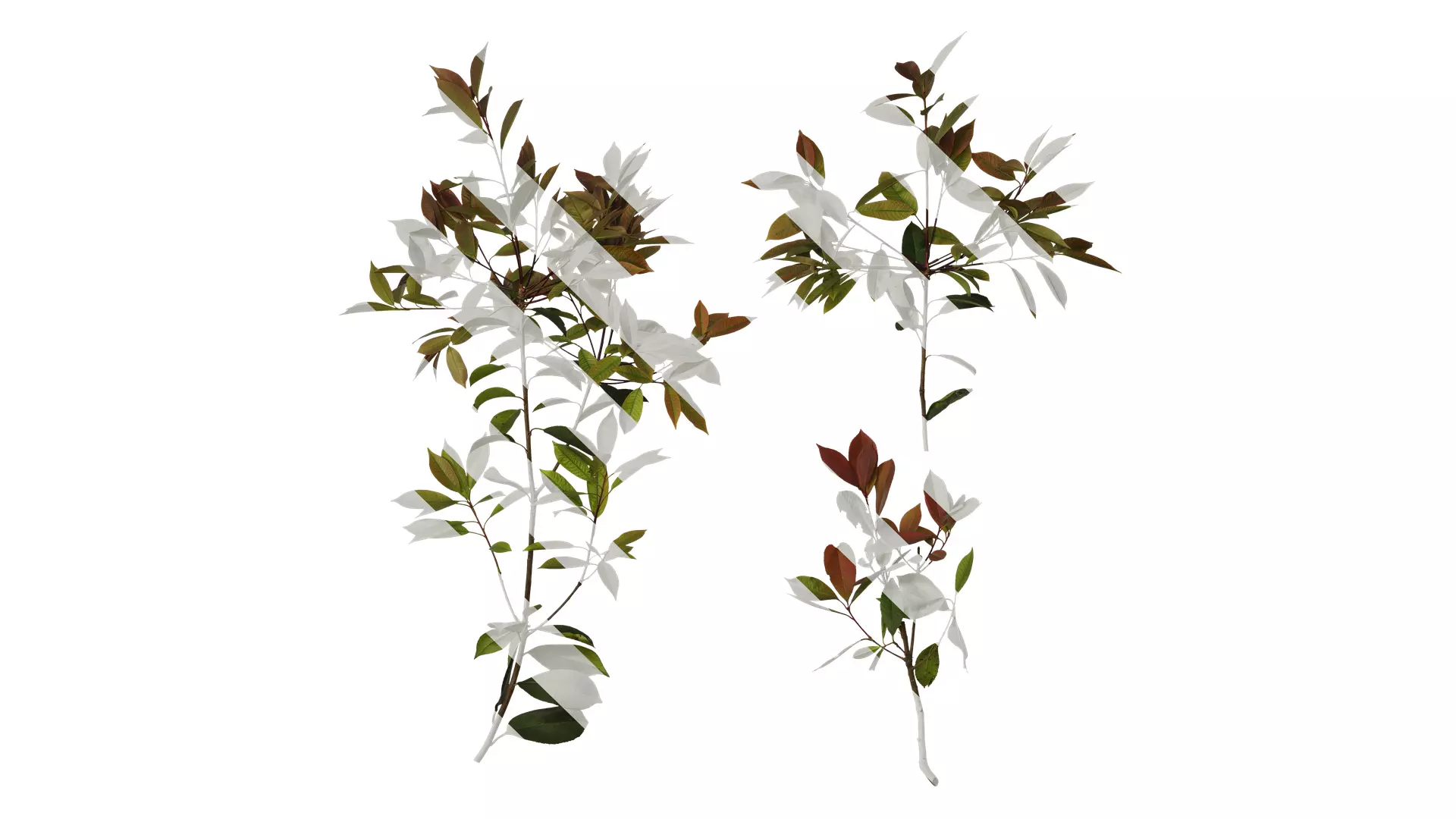 Anydrafts Photinia x fraseri Atlas 08 Texture_0