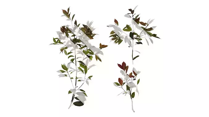 Anydrafts Photinia x fraseri Atlas 08