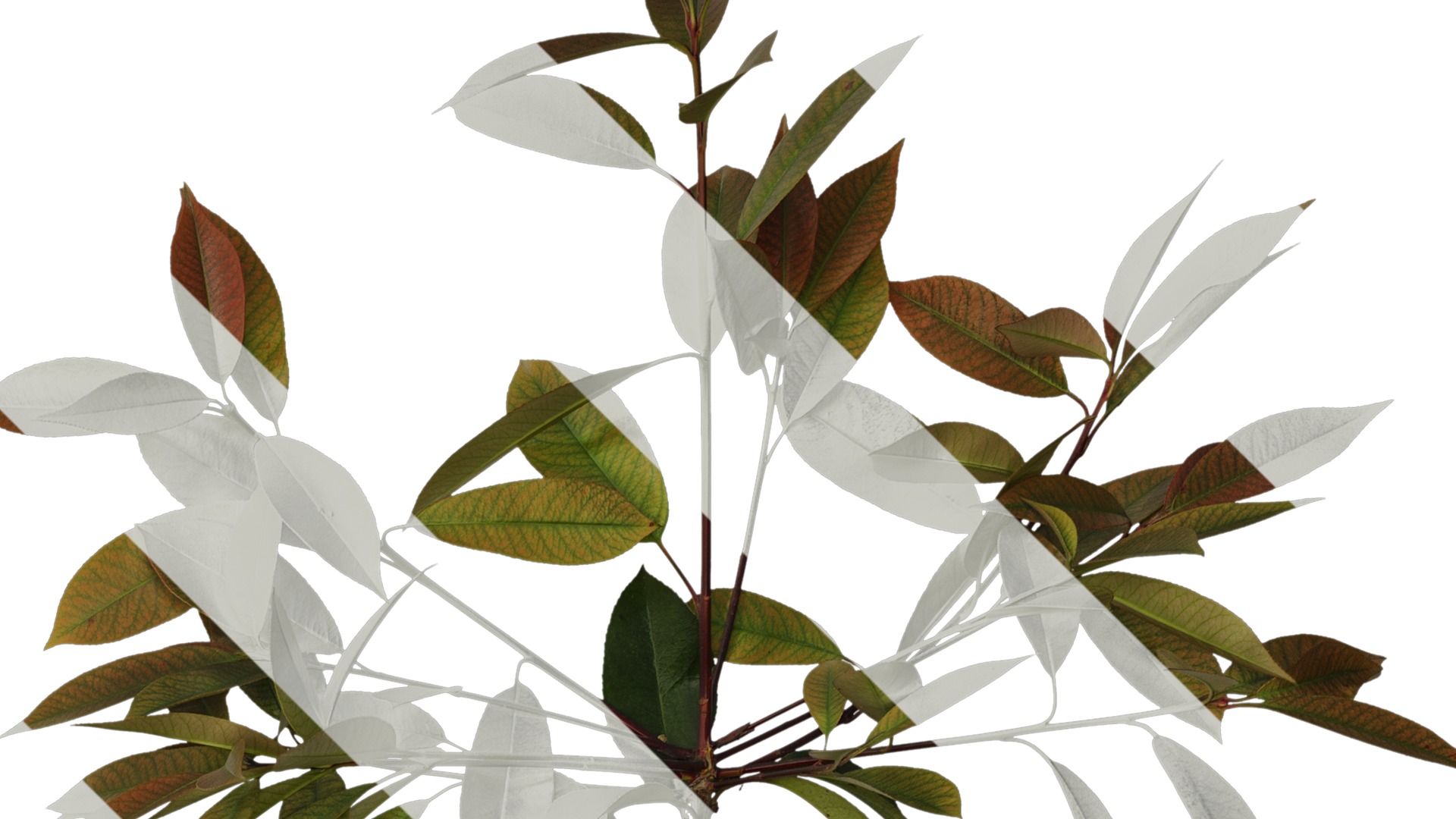 Anydrafts Photinia x fraseri Atlas 08 Texture_2