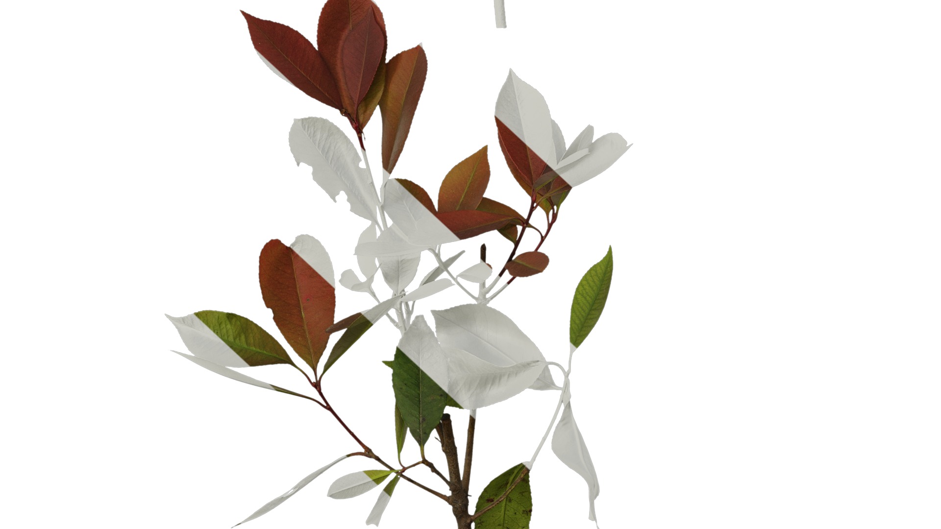Anydrafts Photinia x fraseri Atlas 08 Texture_6