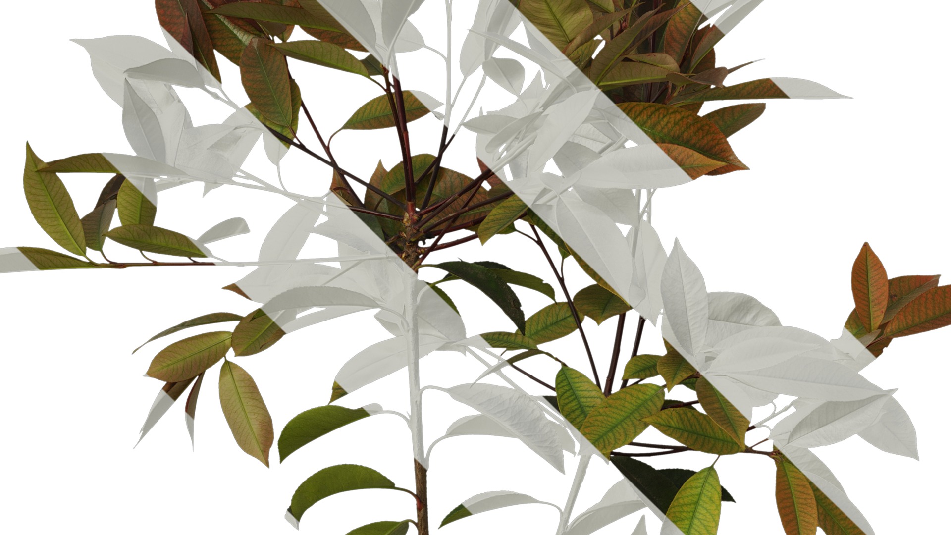 Anydrafts Photinia x fraseri Atlas 08 Texture_3