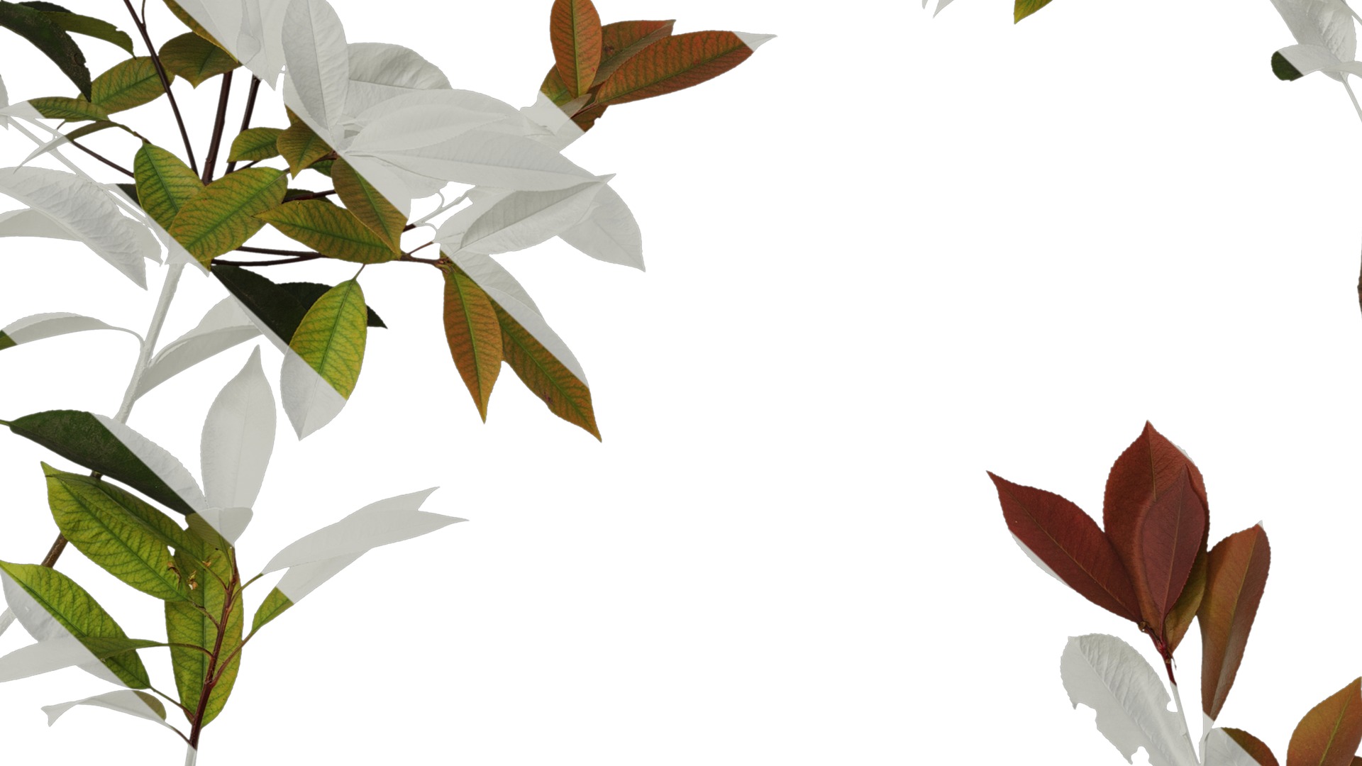 Anydrafts Photinia x fraseri Atlas 08 Texture_7