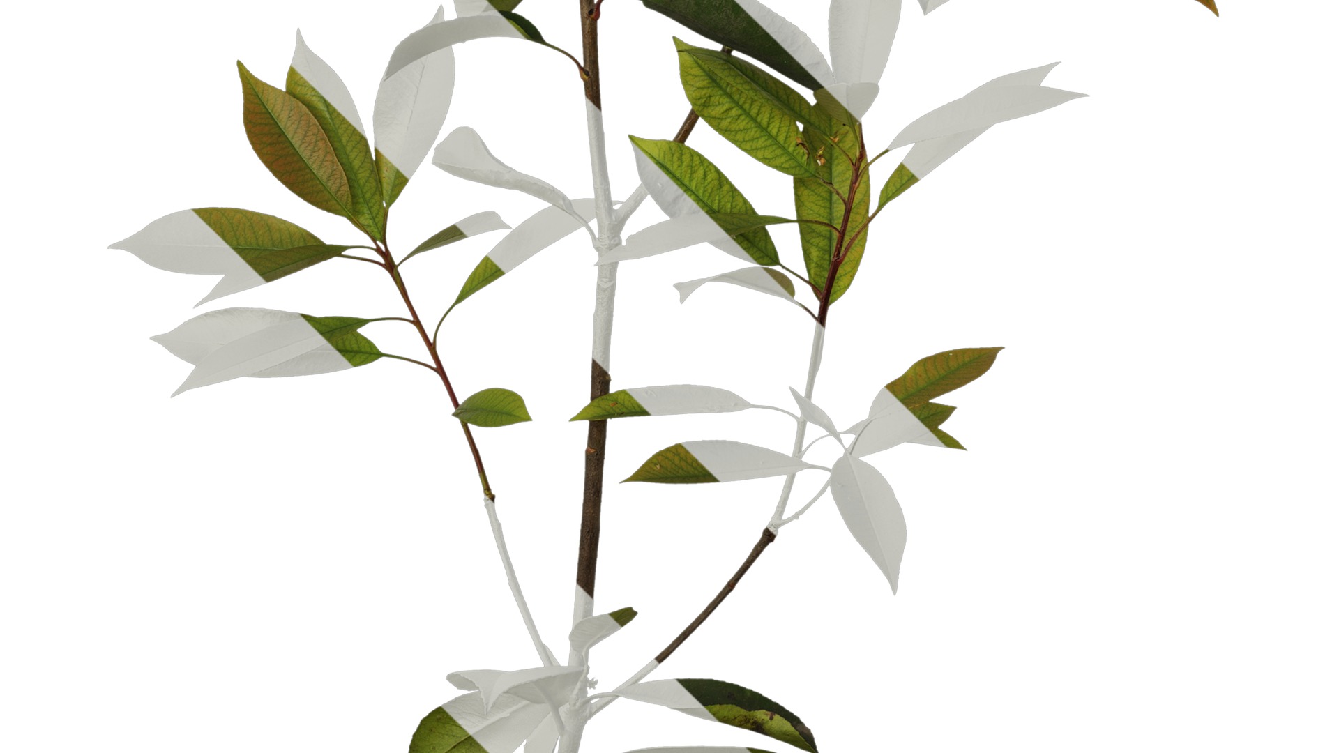 Anydrafts Photinia x fraseri Atlas 08 Texture_5