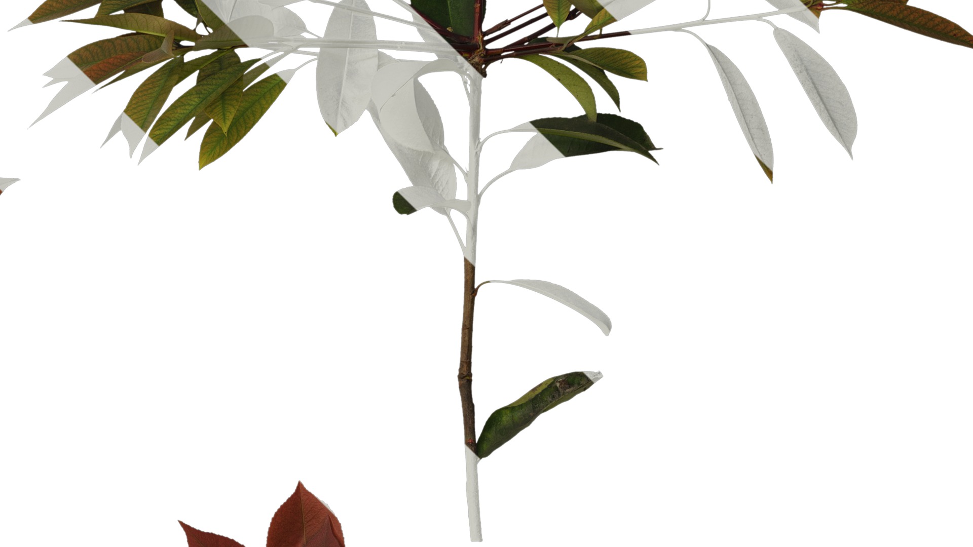 Anydrafts Photinia x fraseri Atlas 08 Texture_4