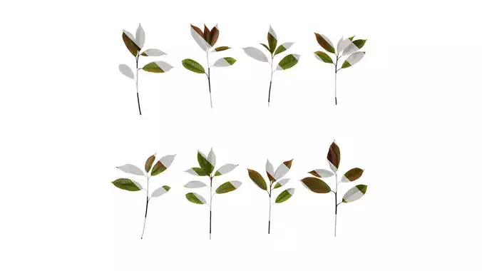 Anydrafts Photinia x fraseri Atlas 09