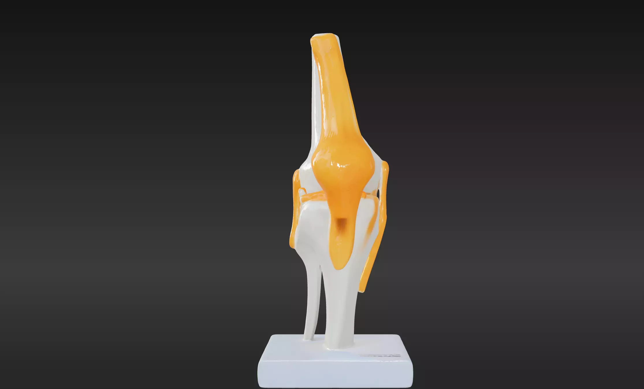 3D Model of Human Knee Joint with Ligaments on Stand 3D print model