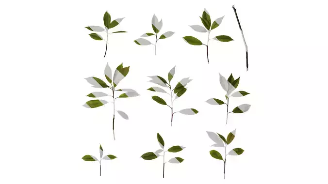 Anydrafts Photinia x fraseri Atlas 10