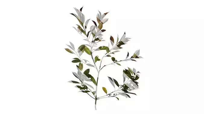 Anydrafts Photinia x fraseri Atlas 11