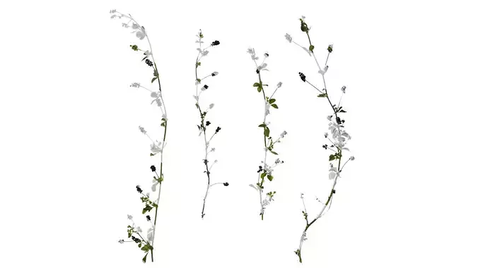 Anydrafts Medicago lupulina Atlas 01