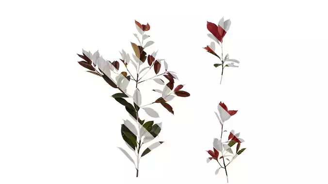 Anydrafts Photinia x fraseri Atlas 12