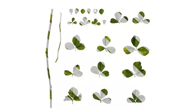 Anydrafts Medicago lupulina Leaf 01