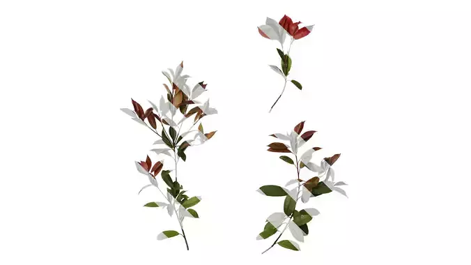 Anydrafts Photinia x fraseri Atlas 13