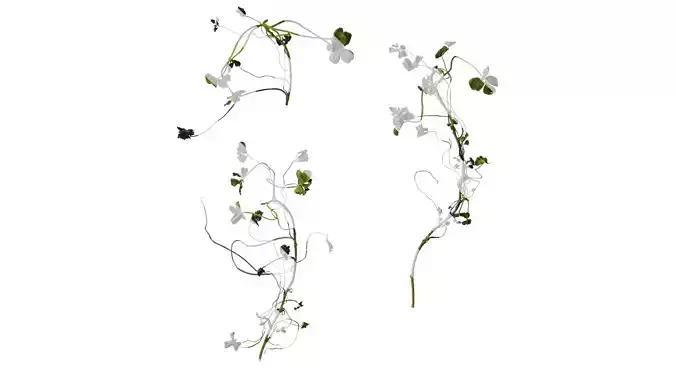 Anydrafts Oxalis corniculata Atlas 04 Texture