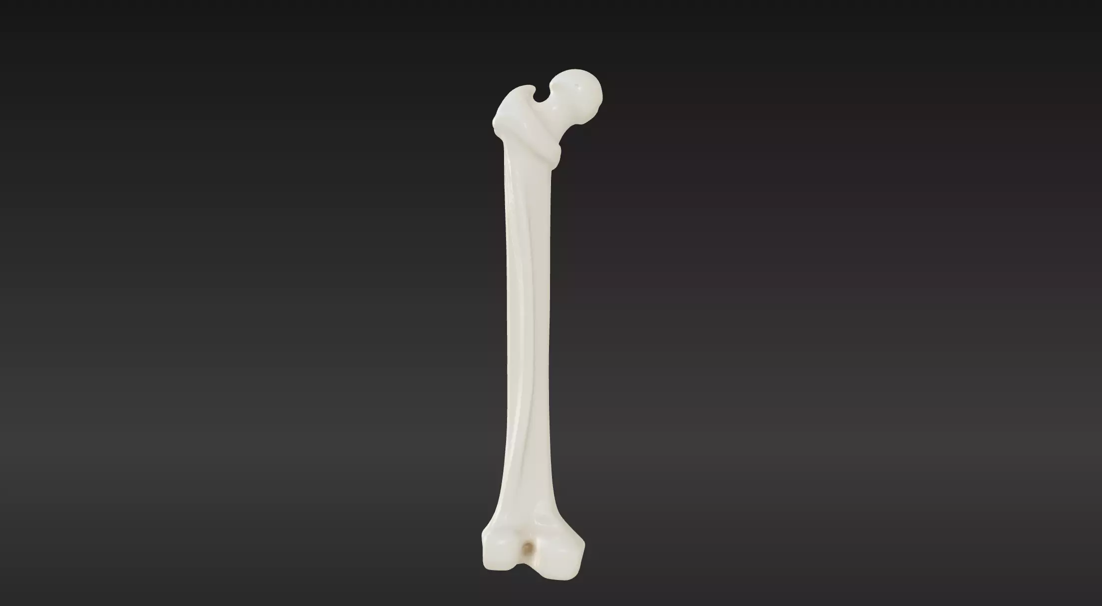 3D Femur Bone Model 3D print model_0