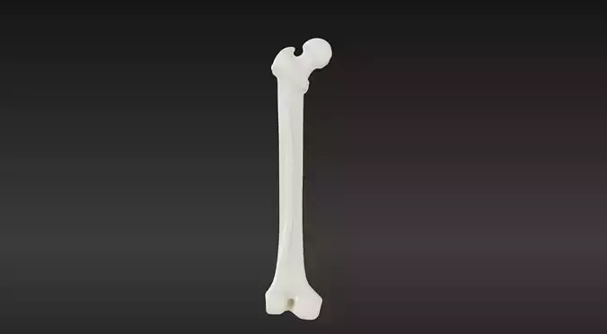 3D Femur Bone Model 3D print model