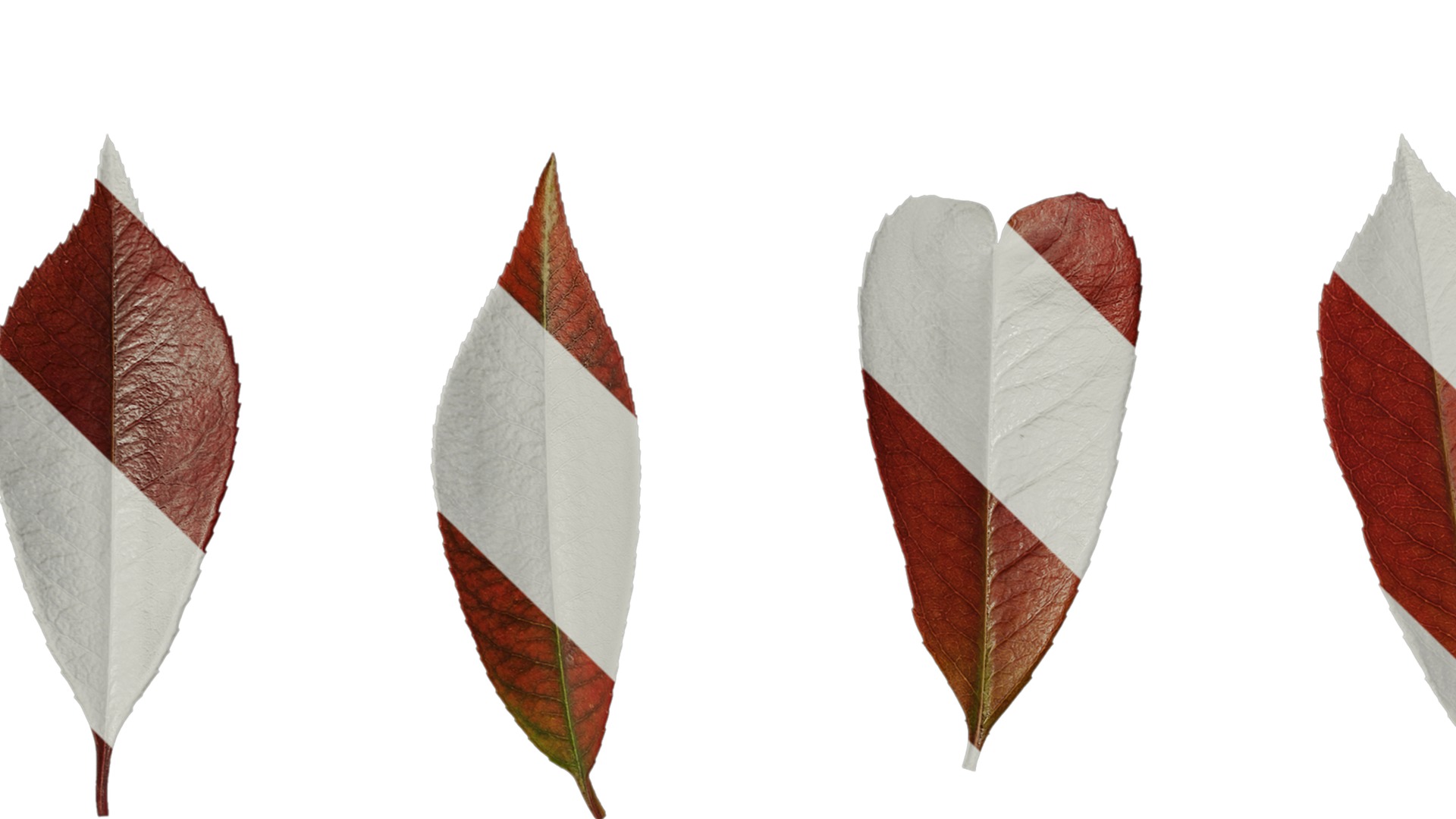 Anydrafts Photinia x fraseri Leaf 04 Texture_3