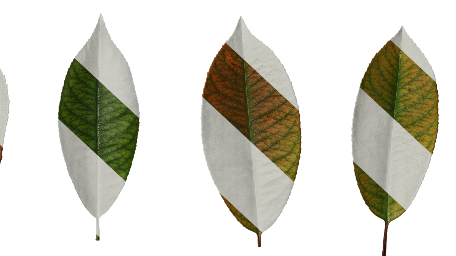 Anydrafts Photinia x fraseri Leaf 04 Texture_6