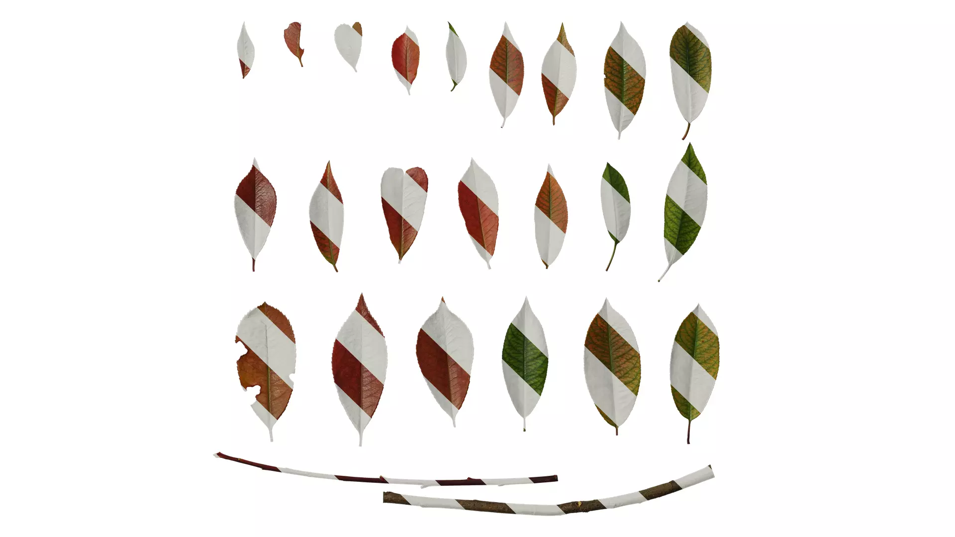 Anydrafts Photinia x fraseri Leaf 04 Texture_0