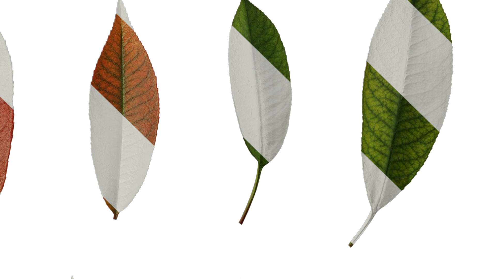 Anydrafts Photinia x fraseri Leaf 04 Texture_4