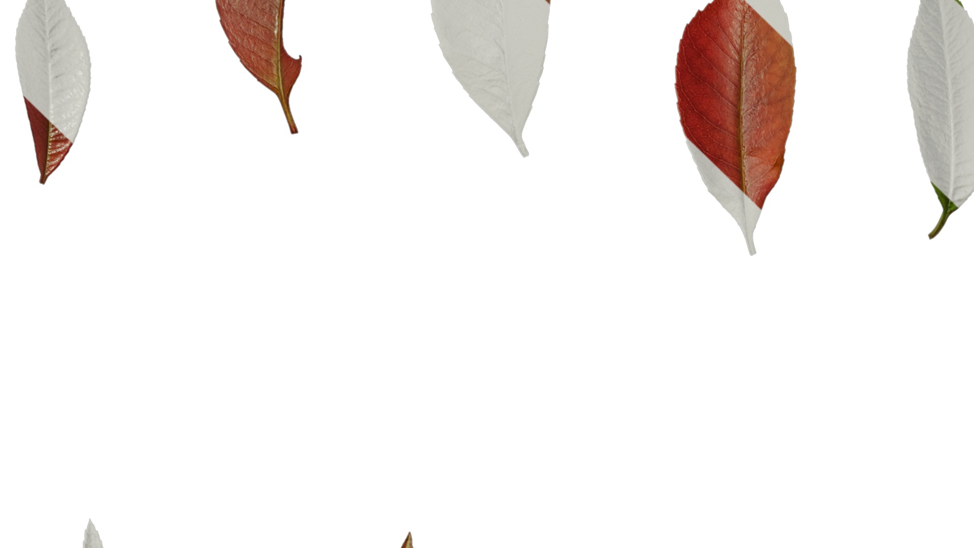 Anydrafts Photinia x fraseri Leaf 04 Texture_1