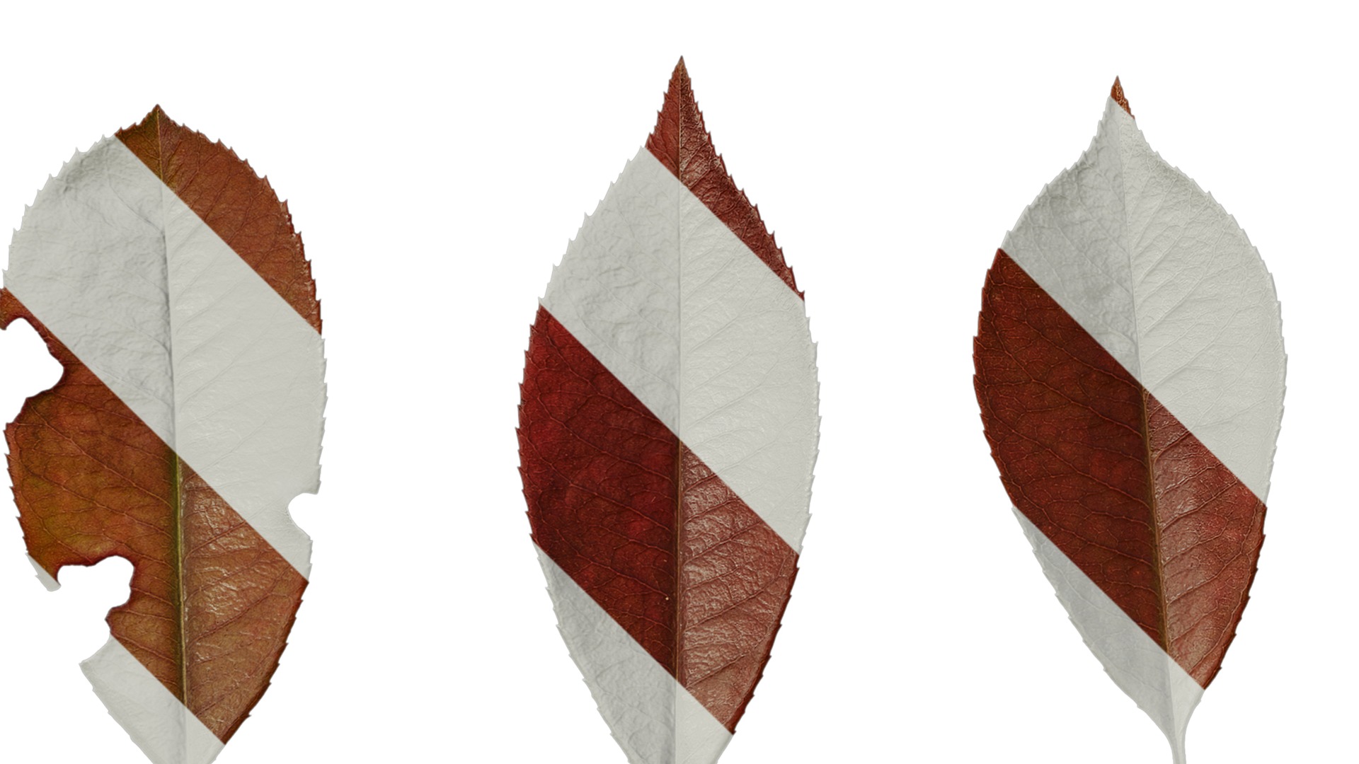 Anydrafts Photinia x fraseri Leaf 04 Texture_5