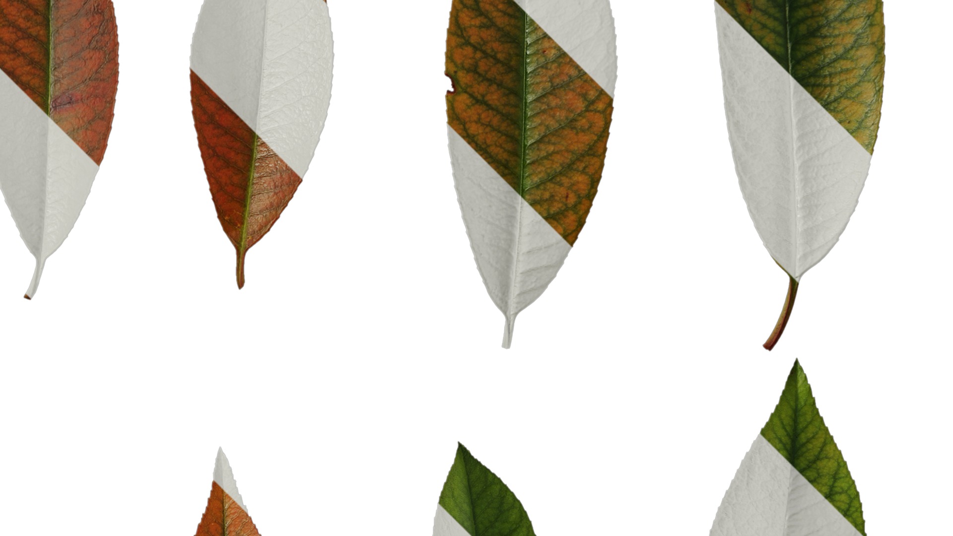 Anydrafts Photinia x fraseri Leaf 04 Texture_2