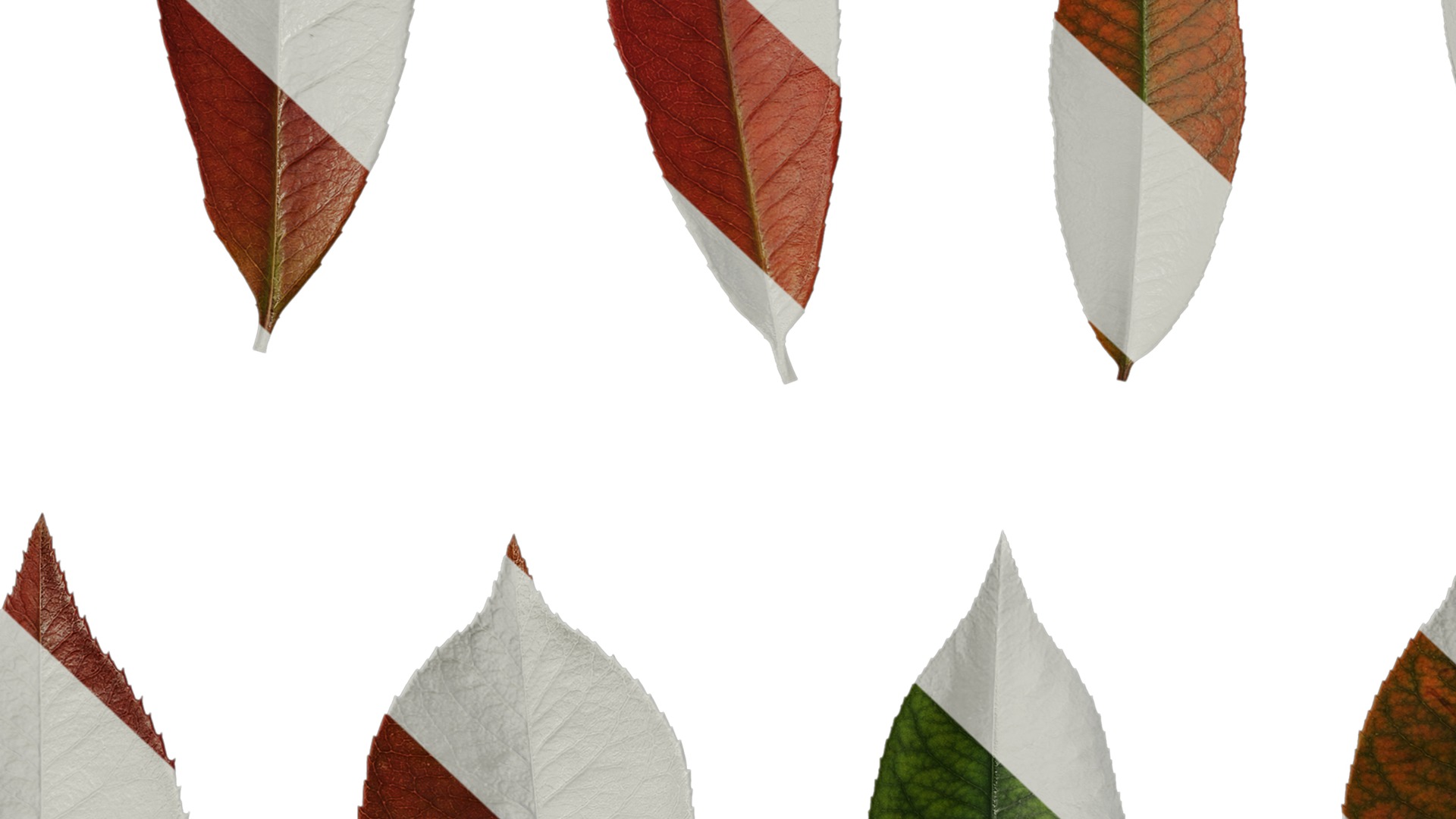 Anydrafts Photinia x fraseri Leaf 04 Texture_7