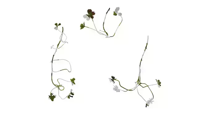 Anydrafts Oxalis corniculata Atlas 05 Texture